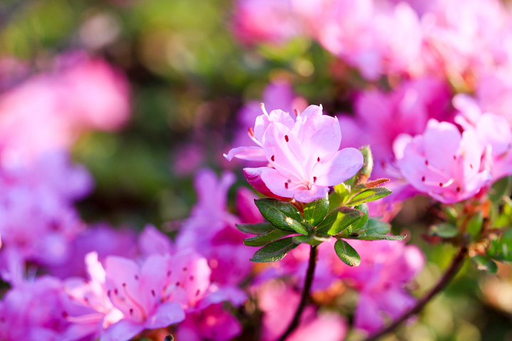 星野リゾートのプレスリリース画像2