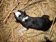 星野リゾートのプレスリリース画像4