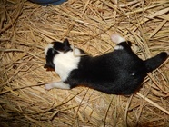 星野リゾートのプレスリリース画像3