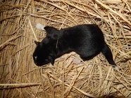 星野リゾートのプレスリリース画像5