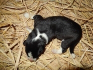 星野リゾートのプレスリリース画像6