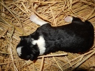 星野リゾートのプレスリリース画像7