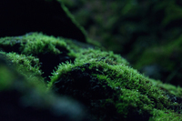 星野リゾートのプレスリリース画像2