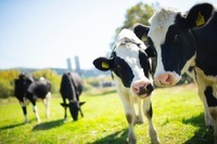 星野リゾートのプレスリリース画像5