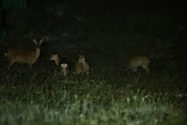 星野リゾートのプレスリリース画像3