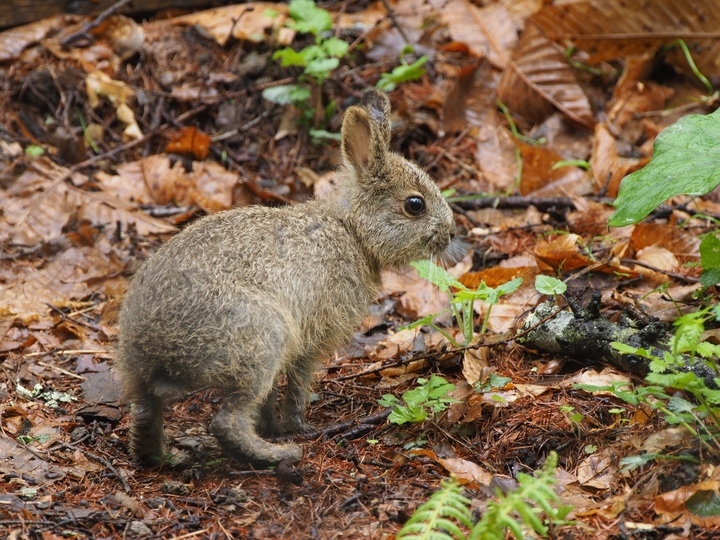星野リゾートのプレスリリース画像5