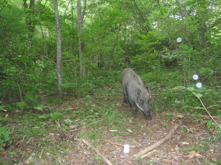 星野リゾートのプレスリリース画像7