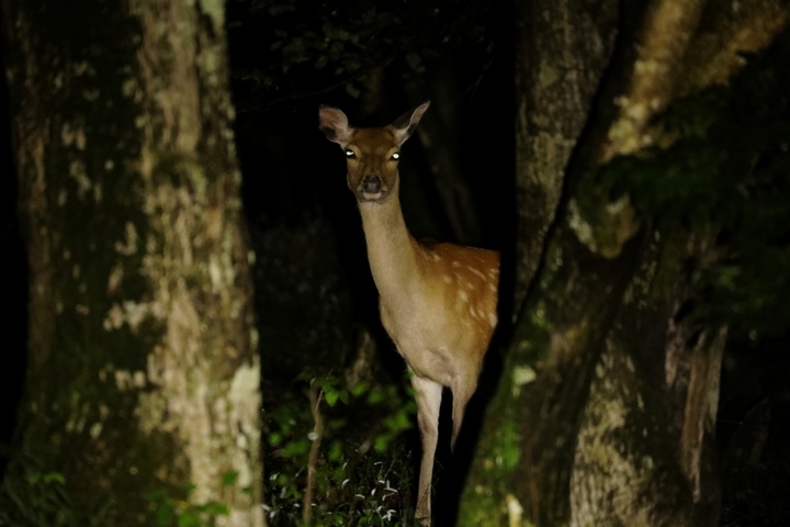 星野リゾートのプレスリリース画像4