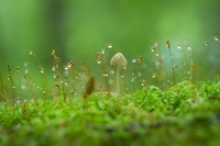 星野リゾートのプレスリリース画像10