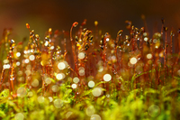 星野リゾートのプレスリリース画像4