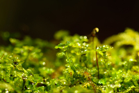 星野リゾートのプレスリリース画像5