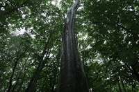 星野リゾートのプレスリリース画像2