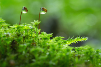 星野リゾートのプレスリリース画像7