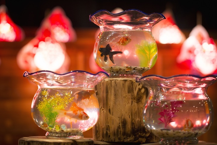 星野リゾートのプレスリリース画像5