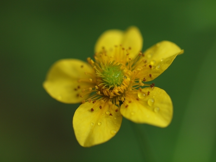 星野リゾートのプレスリリース画像2