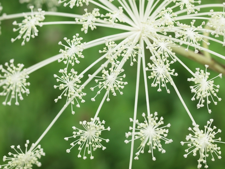 星野リゾートのプレスリリース画像6