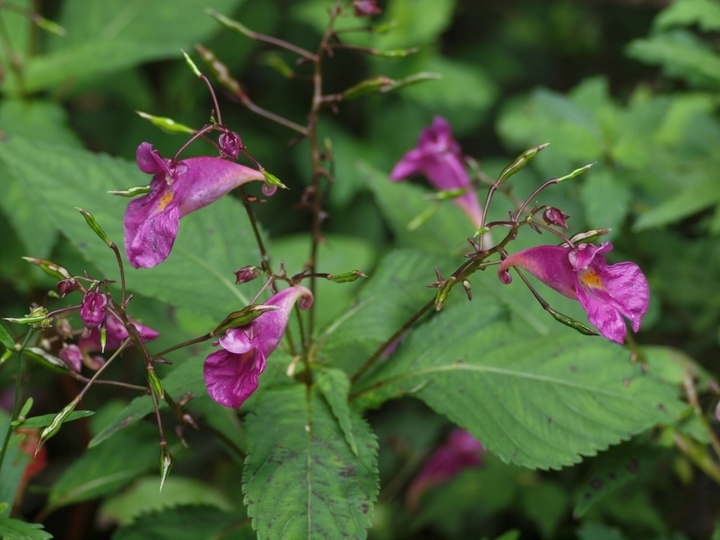 星野リゾートのプレスリリース画像5