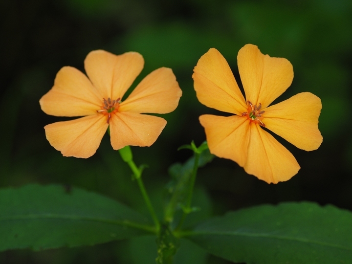 星野リゾートのプレスリリース画像3