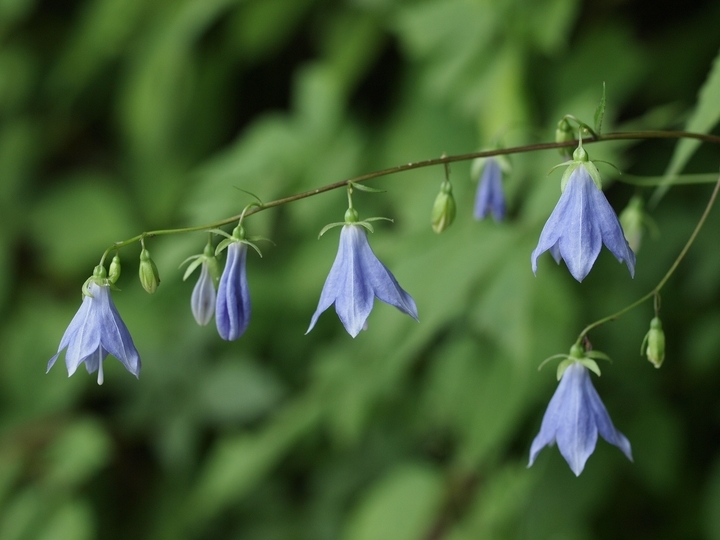 星野リゾートのプレスリリース画像4