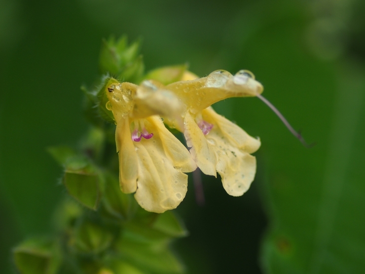 星野リゾートのプレスリリース画像7