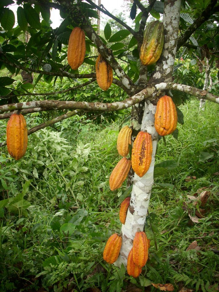 株式会社コータローのプレスリリース画像1