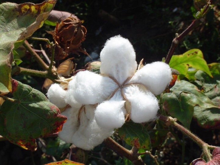 まくら株式会社のプレスリリース画像7