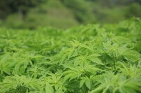 まくら株式会社のプレスリリース画像3