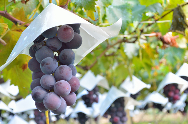 東関交通株式会社のプレスリリース画像6