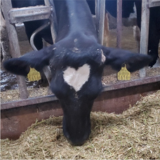 株式会社ショウエイのプレスリリース画像3