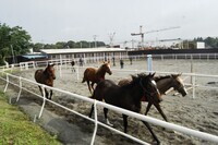 東関東ホースプロジェクトのプレスリリース画像5