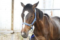 東関東ホースプロジェクトのプレスリリース画像9