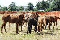 東関東ホースプロジェクトのプレスリリース画像3