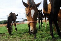 東関東ホースプロジェクトのプレスリリース画像4