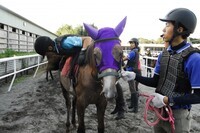 東関東ホースプロジェクトのプレスリリース画像10