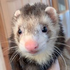 株式会社サファリゲームズのプレスリリース画像4