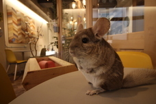 株式会社サファリゲームズのプレスリリース画像2