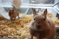 株式会社サファリゲームズのプレスリリース画像1