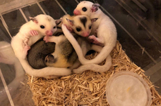 株式会社サファリゲームズのプレスリリース画像3