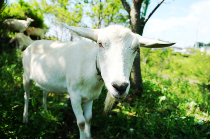 株式会社サーチフィールドのプレスリリース画像4