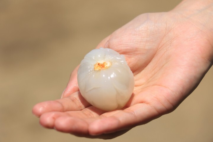 株式会社サーチフィールドのプレスリリース画像6