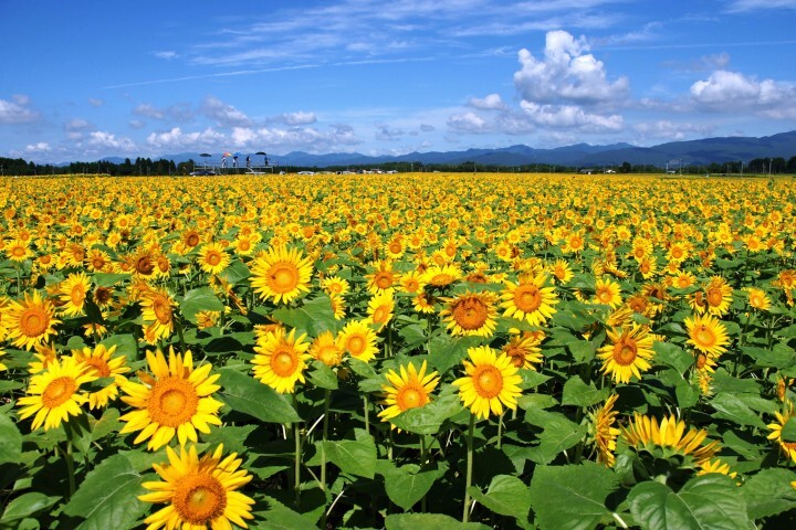 株式会社サーチフィールドのプレスリリース画像1