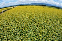 株式会社サーチフィールドのプレスリリース画像4