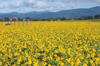 株式会社サーチフィールドのプレスリリース画像3