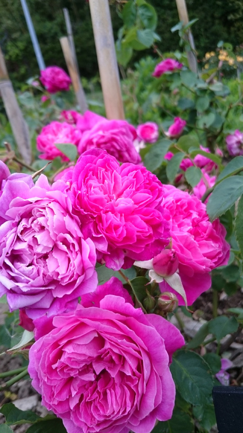 バスリエ株式会社のプレスリリース画像5