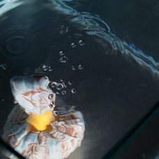 バスリエ株式会社のプレスリリース画像2