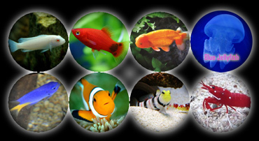 株式会社スプリングのプレスリリース画像6