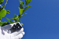 チョコレートデザイン株式会社のプレスリリース画像5