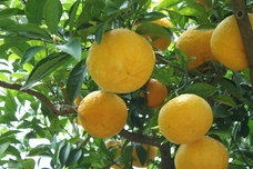 チョコレートデザイン株式会社のプレスリリース画像10