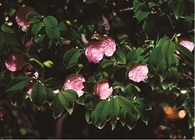 ホテル椿山荘東京のプレスリリース画像4