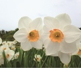 ホテル椿山荘東京のプレスリリース画像5